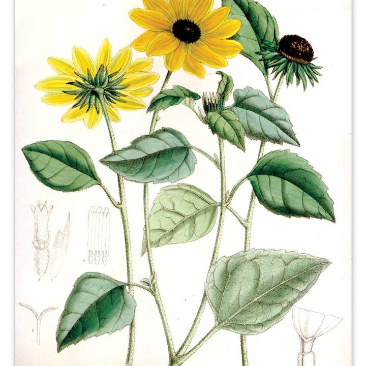 Laughing Elephant – Großhandel Postkarten-Set – Sonnenblumen-Postkartenbox — Postkarten für den täglichen Gebrauch in Schachtel12