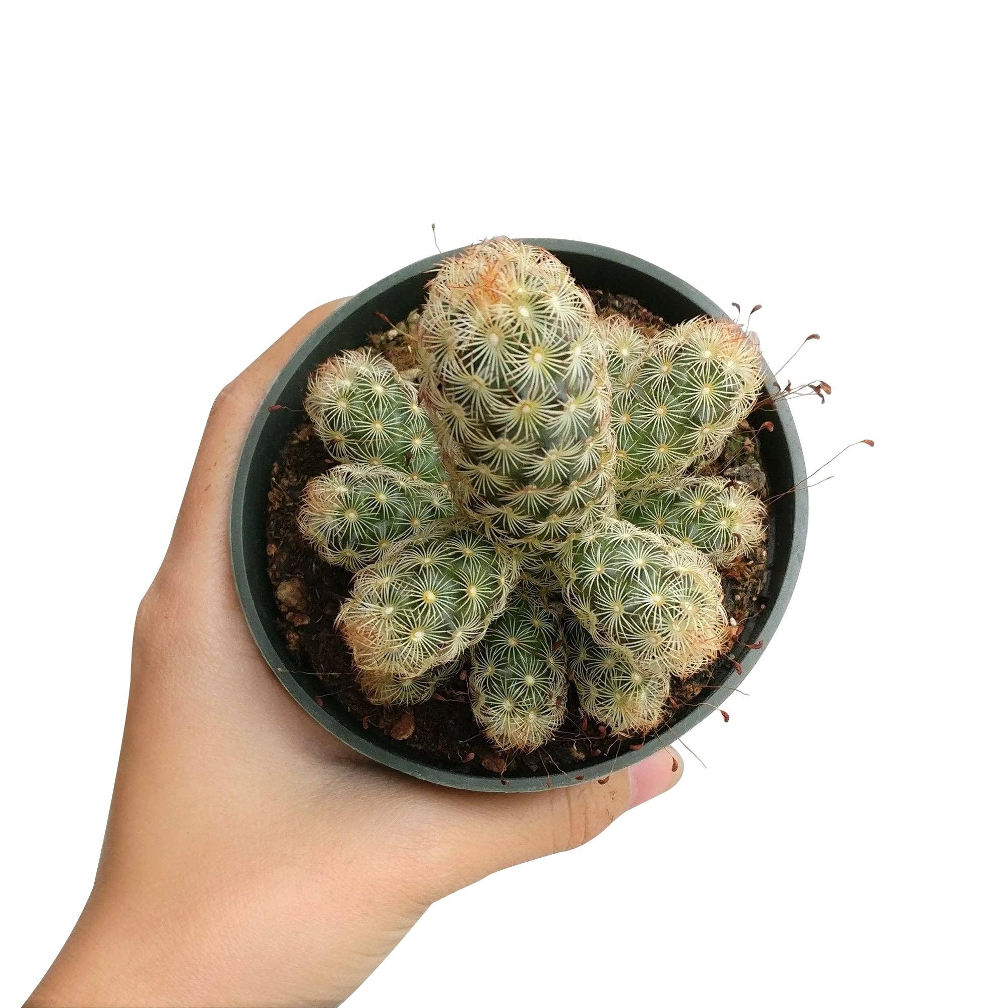 Best Plant Friend - Wholesale Succulent - Lady Fingers Cactus Mammillaria Elongata 2/4 inch Succulent7