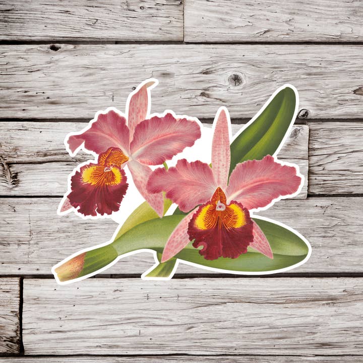 Orchidee Bloem Sticker, Wilde Bloem Sticker, Botanische Sticker voor wholesale door NatureCuts