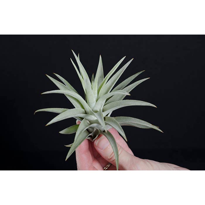 The Artizan Way - Wholesale Live Plant - Tillandsia Harrisii | Live Air Plant1