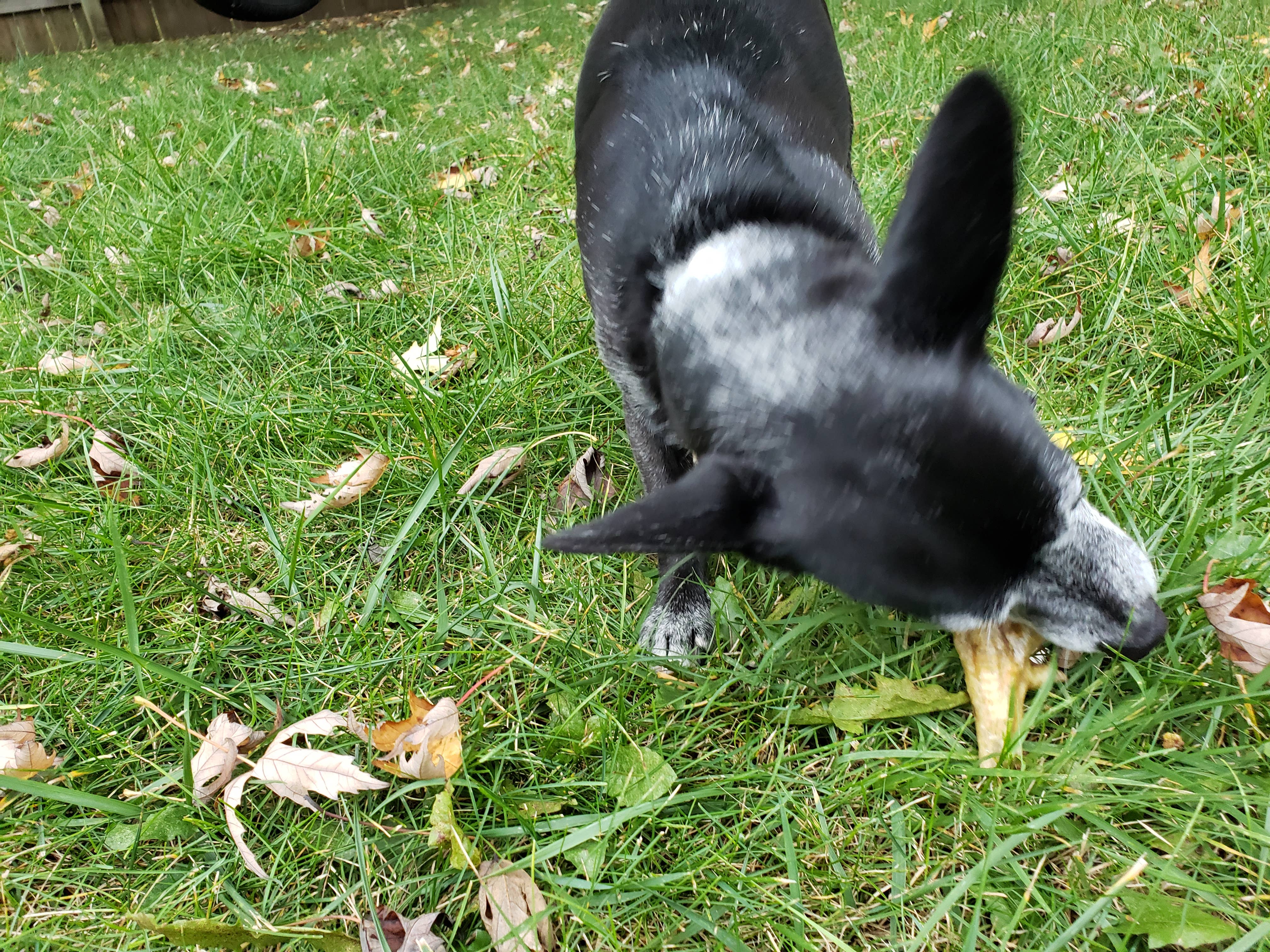 Jones Natural Chews - Wholesale Pet Treats - Dog - Chicken Feet Bulk1