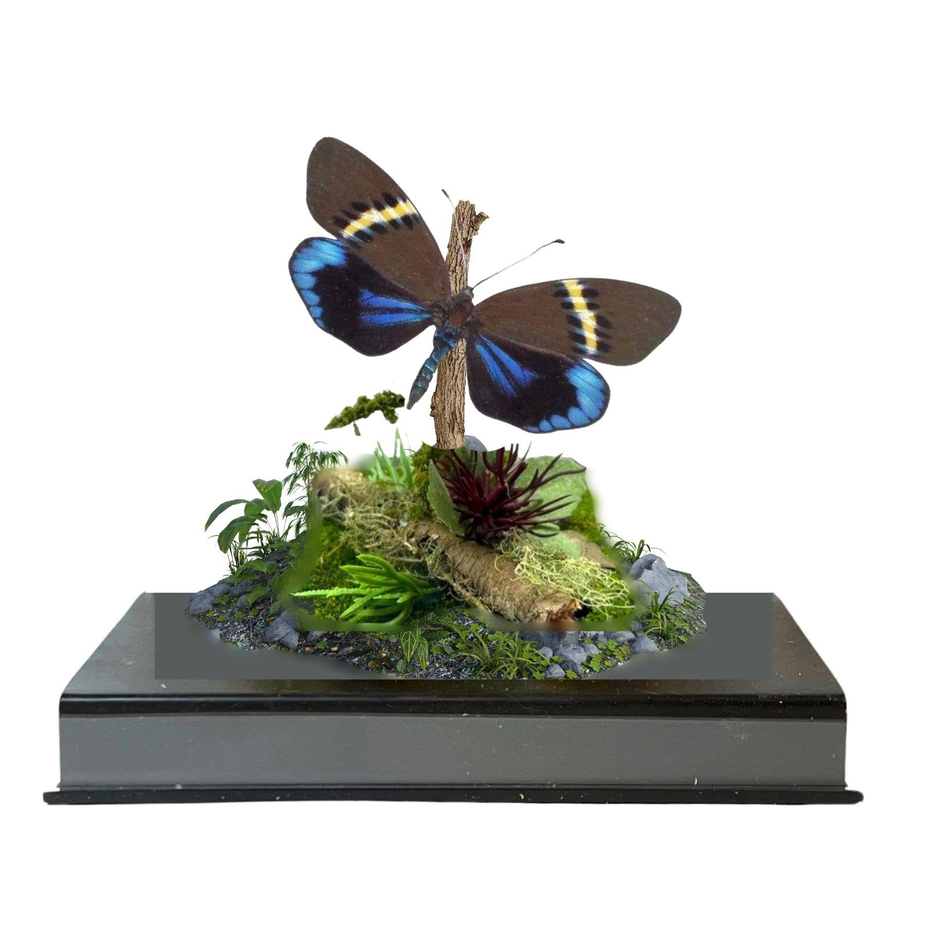 Instar Innovations - Wholesale Decorative Tabletop Object - Authentic Eterusia repleta Moth Diorama | 6x6x6 Inch Display2
