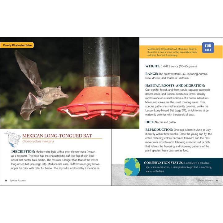 AdventureKEEN - Wholesale Book - Adult - Bat Basics