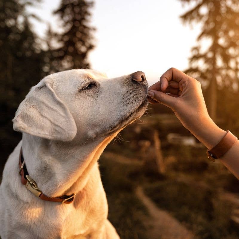 Oria & Co - Wholesale Pet Biscuit - Dog - Organic cookies Oria recipe3