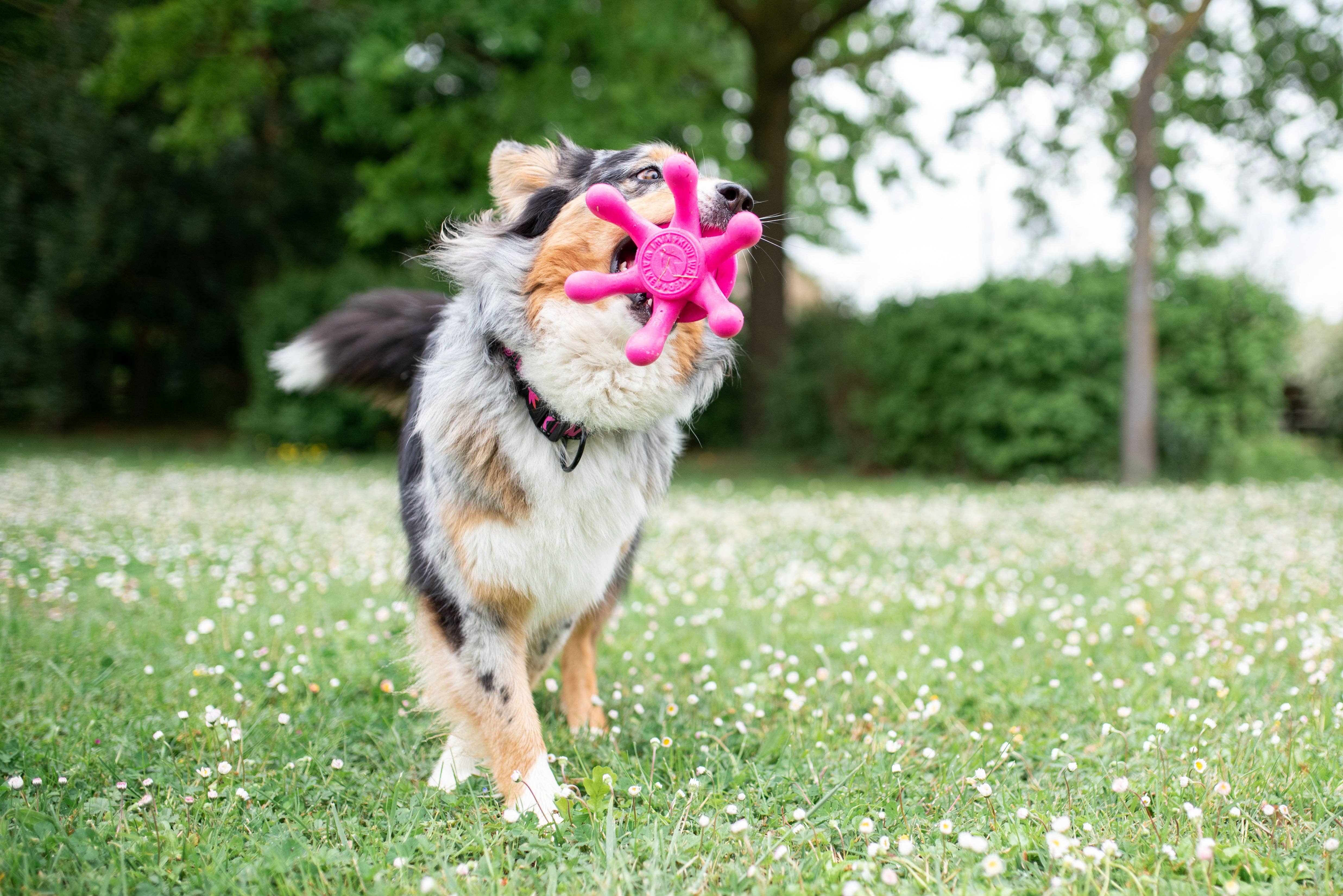 IGSM LTD – wholesale Pet toy – Dog – KIWI Walker Octopus Dog Toy - MINI4