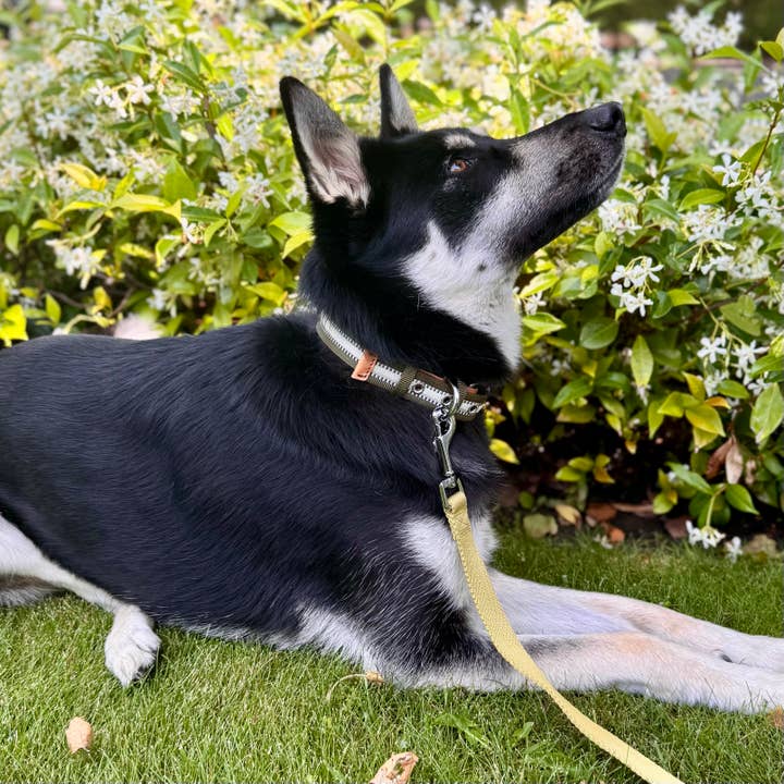 Blueberry Pet – wholesale Halsband - Hund – 3M Reflekterande Randig Hundhalsband – Hållbart & Stilfullt1