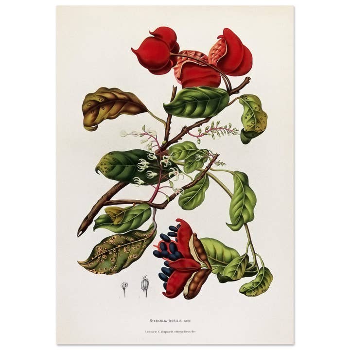 Sterculia nobilis for wholesale by Maison de Paloma