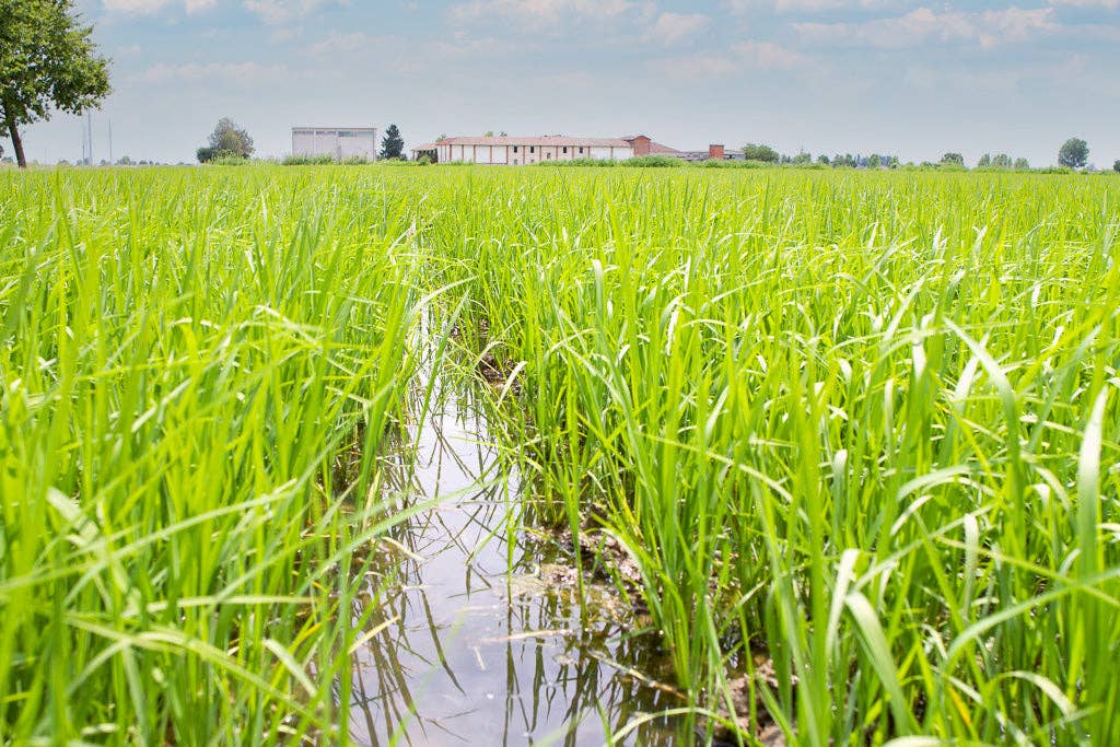 Zia Pia - Vente Riz pour risotto - Le Risotto Parfait - Boîte de Riz Carnaroli2