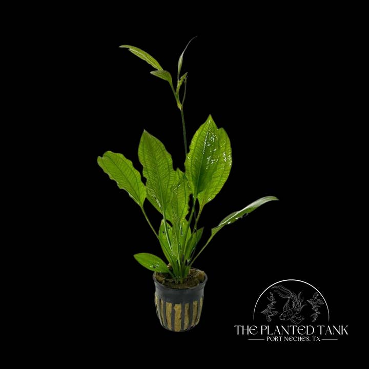Medium Potted Amazon Sword for wholesale by The Planted Tank