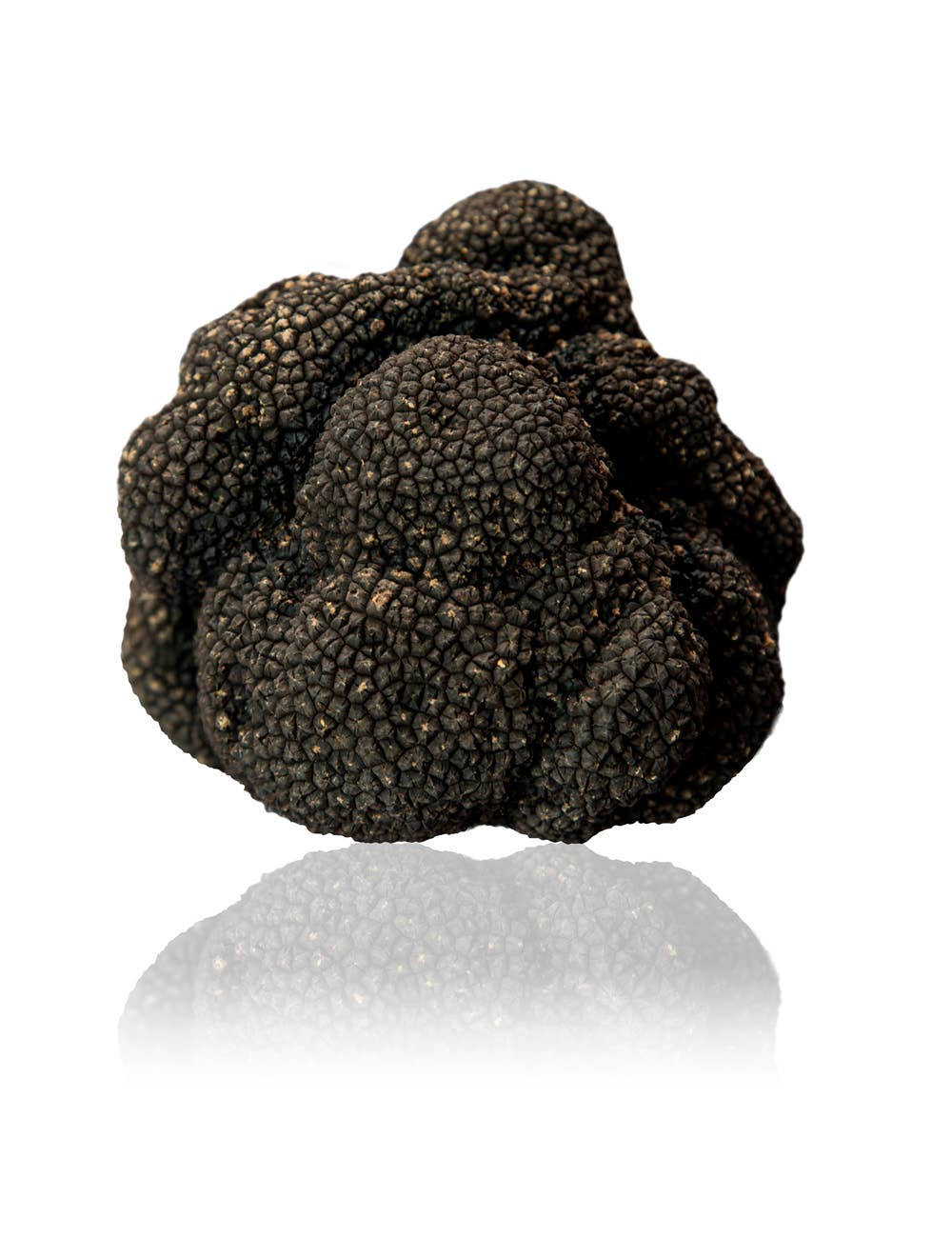 Selektia Tartufi - Vendita all'ingrosso Salsa - Tartufo Estivo (Tuber Aestivum Vitt.)