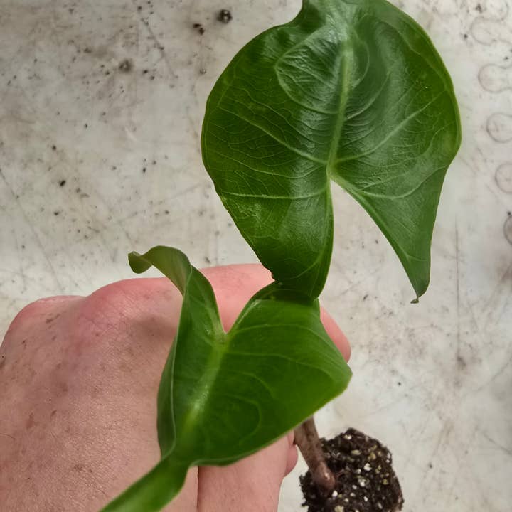Dick's Sticks and Exotics - Wholesale Live Plant - Alocasia Stingray.