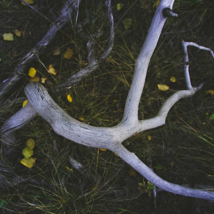 Autumn Photography Art Multi - Size Wall Decor Print for wholesale by Hope Decor