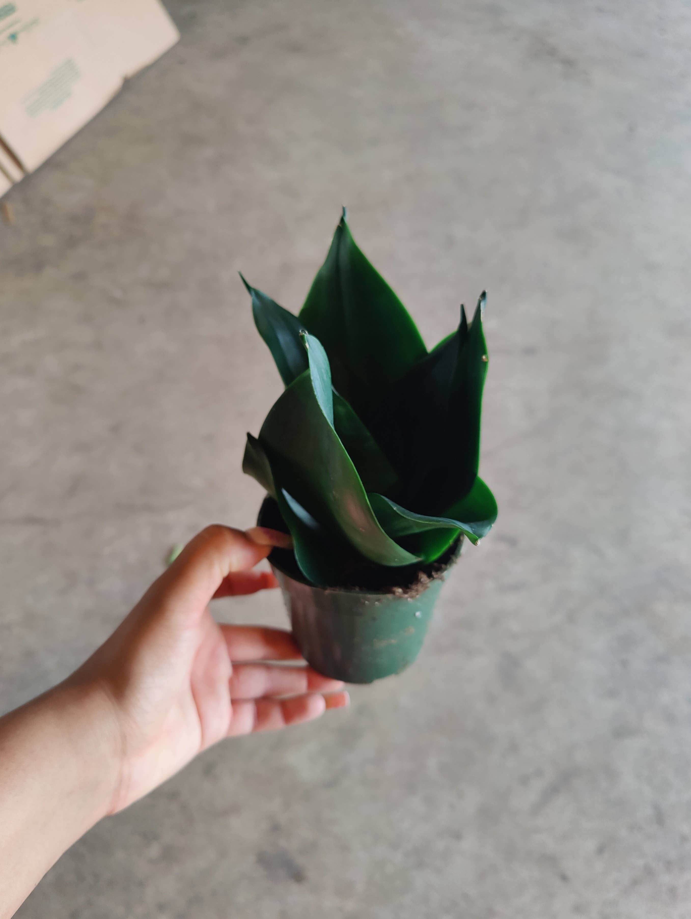 Triad Plants - Wholesale Live Plant - 4" Sansevieria Black Hahnii