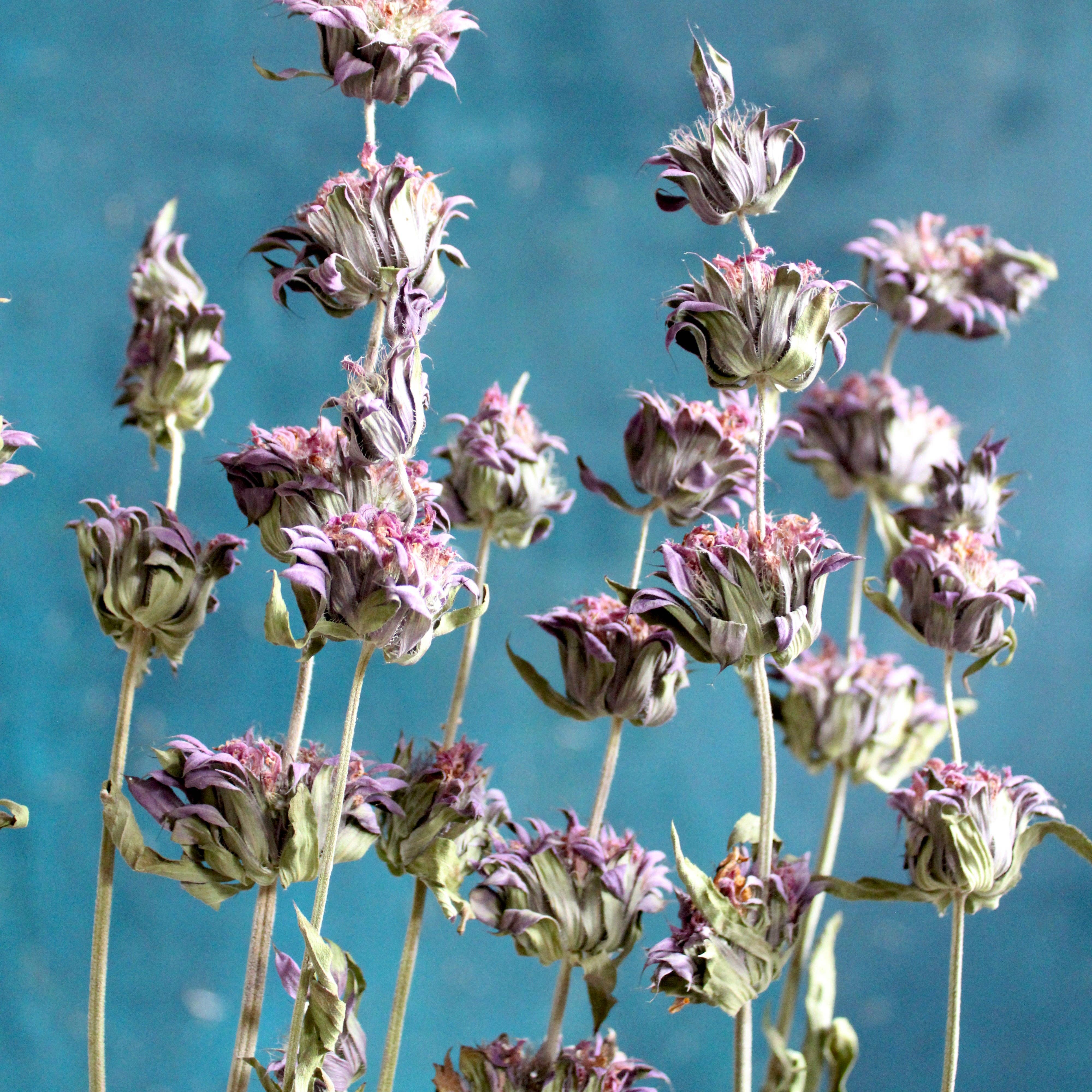 Natural Mint - Lemon (Dried) for wholesale on Faire3