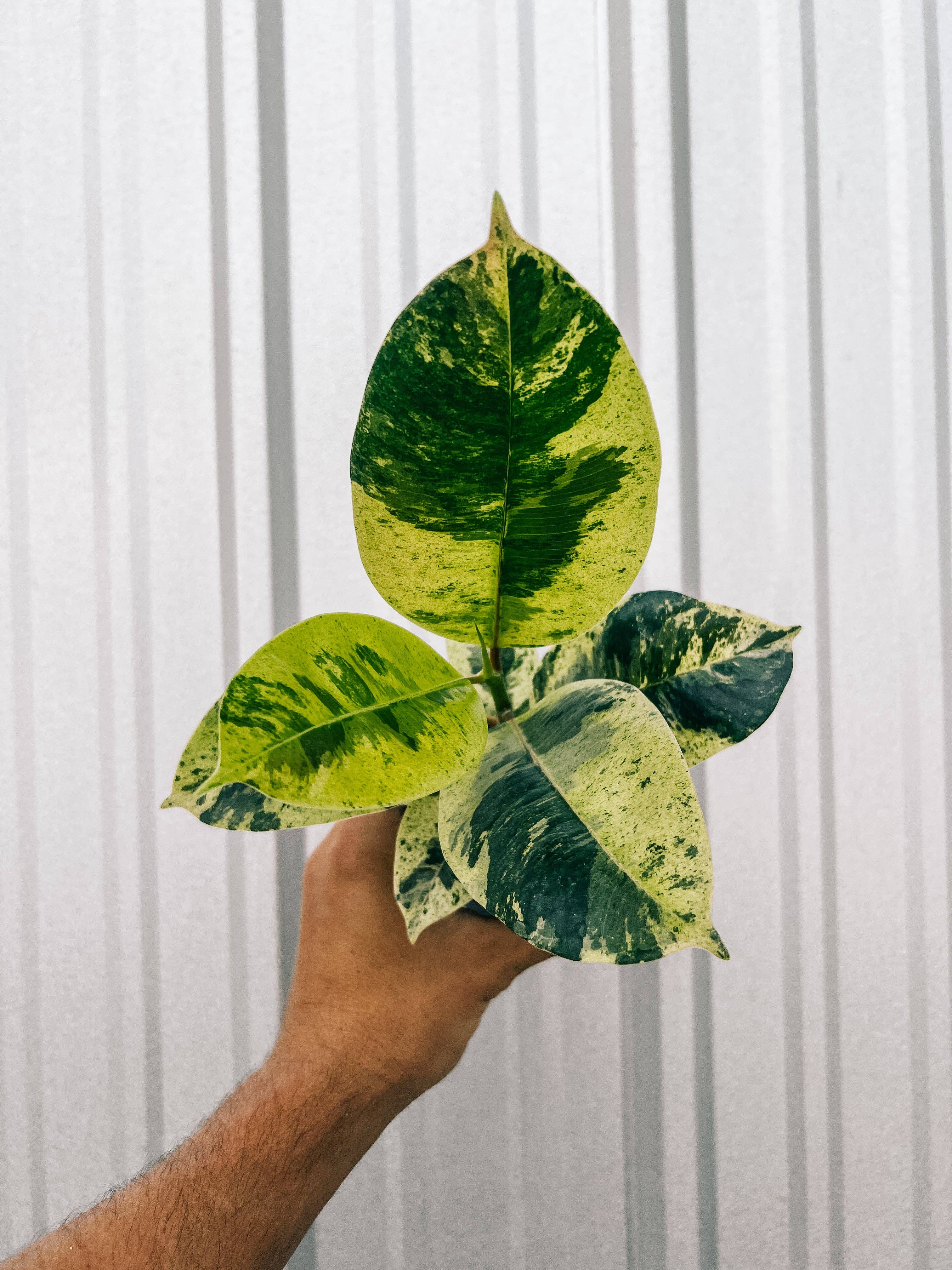 BWH Plant Co - Wholesale Live Plant - 4" Ficus 'Shivereana'1