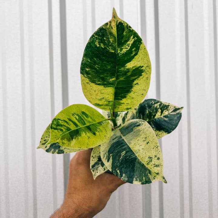 BWH Plant Co - Wholesale Live Plant - 4" Ficus 'Shivereana'1