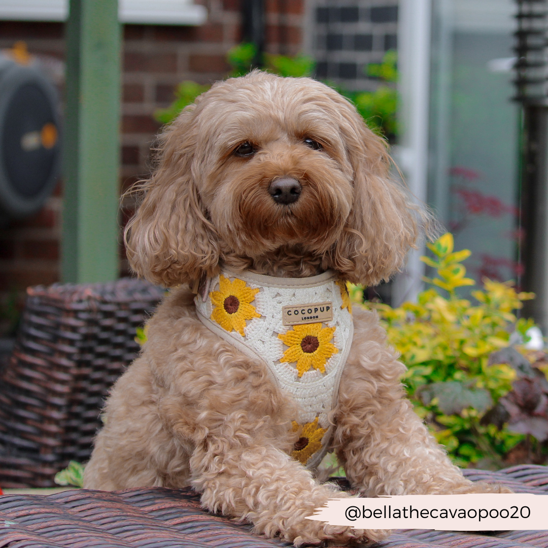 Cocopup London - Wholesale Pet Harness - Dog - Sunflower Patch Adjustable Neck Harness24