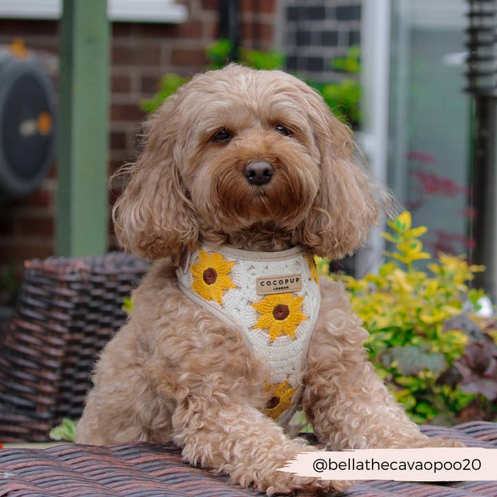 Cocopup London - Wholesale Pet Harness - Dog - Sunflower Patch Adjustable Neck Harness24