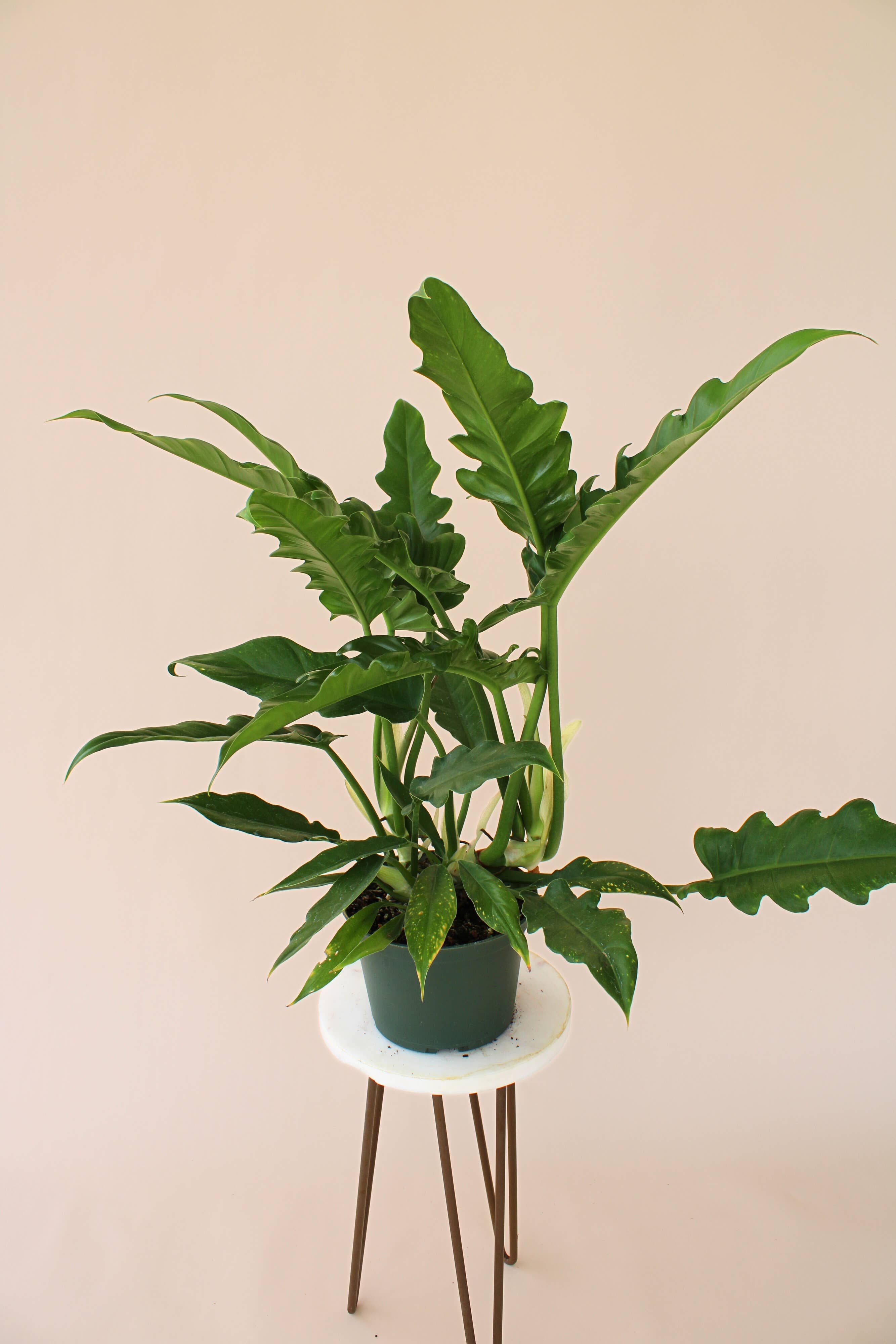 Hidden Valley Ranch & Nursery Inc - Wholesale Live Plant - 6" Jungle Boogie Philodendron