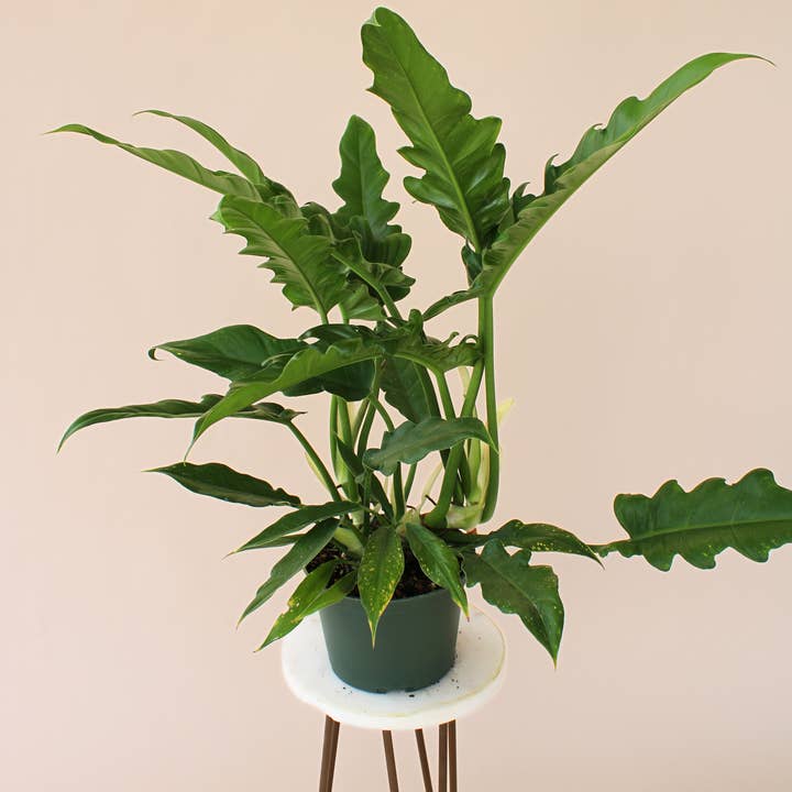 6" Jungle Boogie Philodendron and other Purchase Wholesale elektronik. Free Returns & Net 60 Terms on Faire trending on Faire.