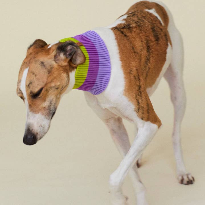 VIOLA VÅR THE GLOW LOOP - Neon Hundhalsduk - (VIOLA SPRING) för wholesale på Faire4