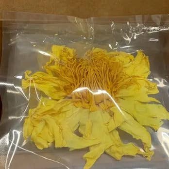 The Grateful Tea Co - Wholesale Loose Tea - Dried Yellow or Blue Lotus Flowers, 5 Whole Flowers