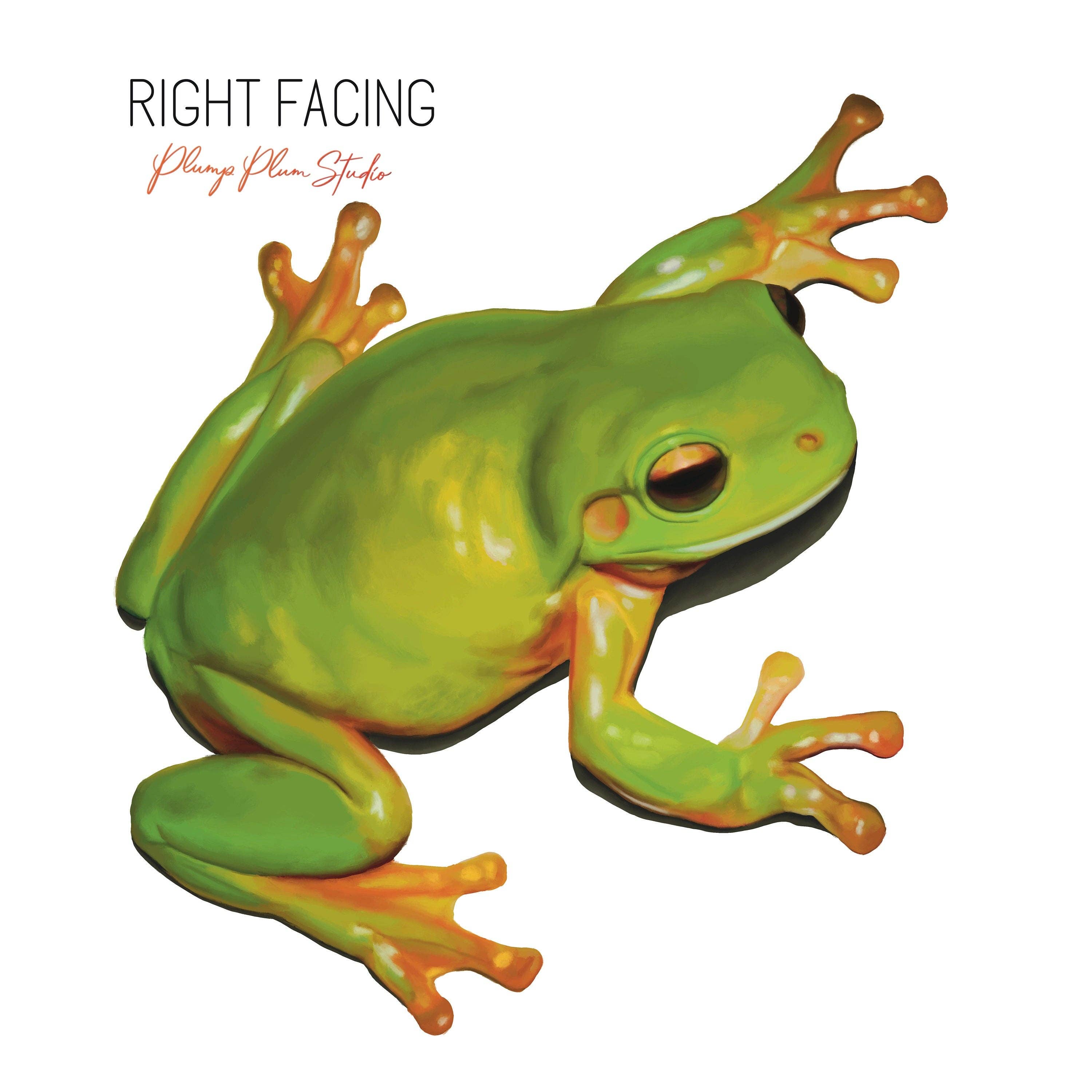 Plump Plum Studio - Vendita all'ingrosso Adesivo - Adesivo a forma di rana verde australiana, adesivo Green Tree Frog, i8