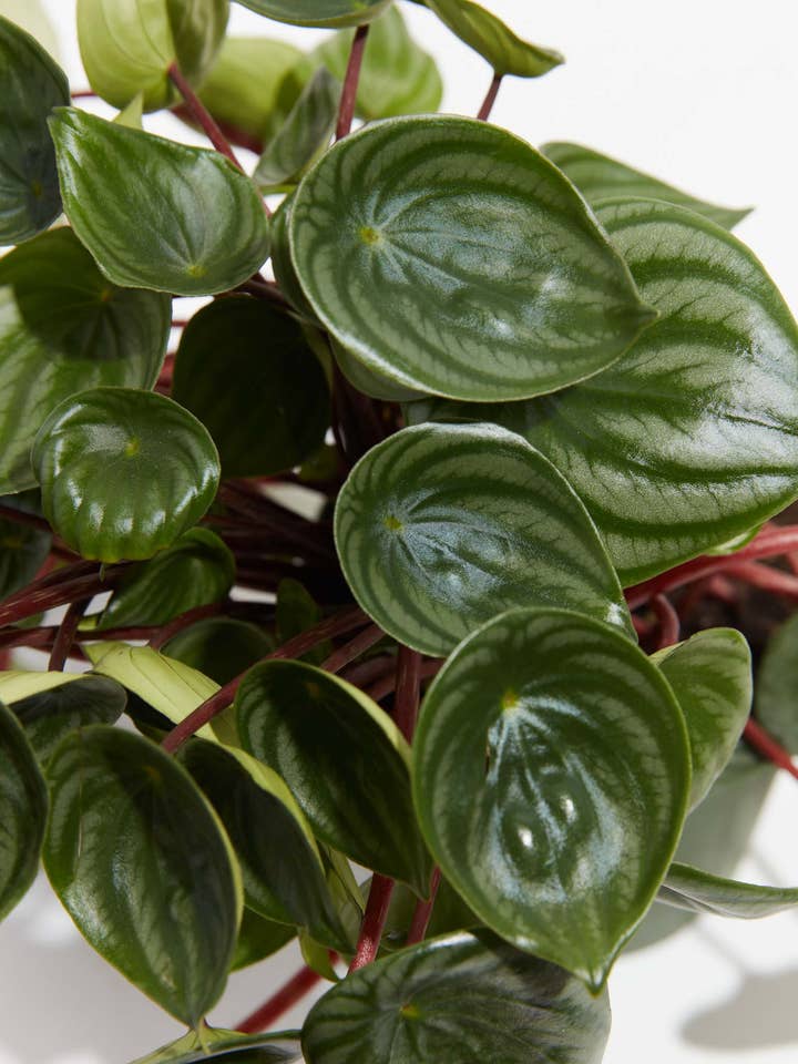 Watermelon Peperomia for wholesale by Lively Root
