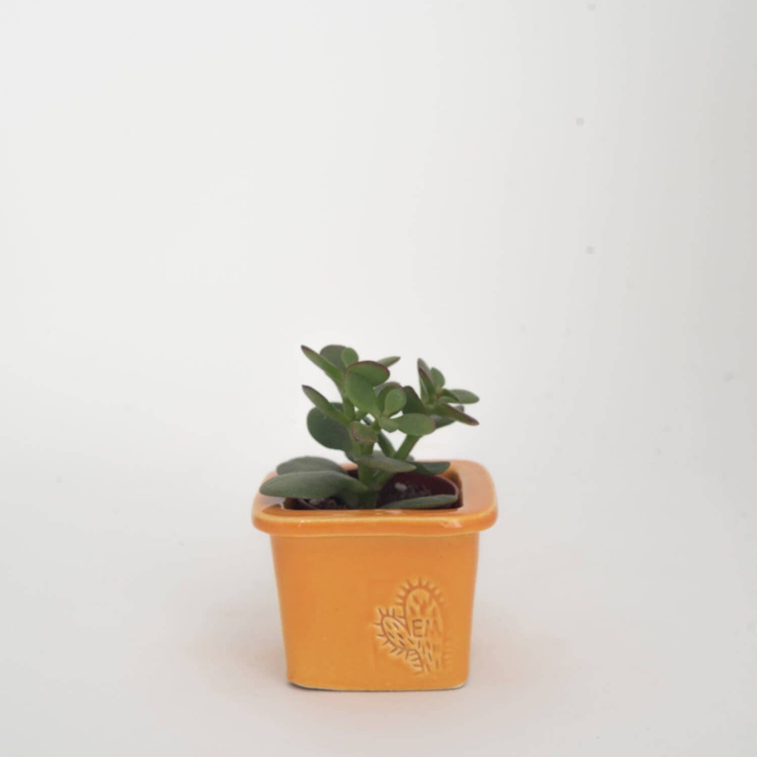 Vasos Quadrados by EM – Vaso de plantas por atacado – VASO QUADRADO MINI 6x6 - BRILHO0