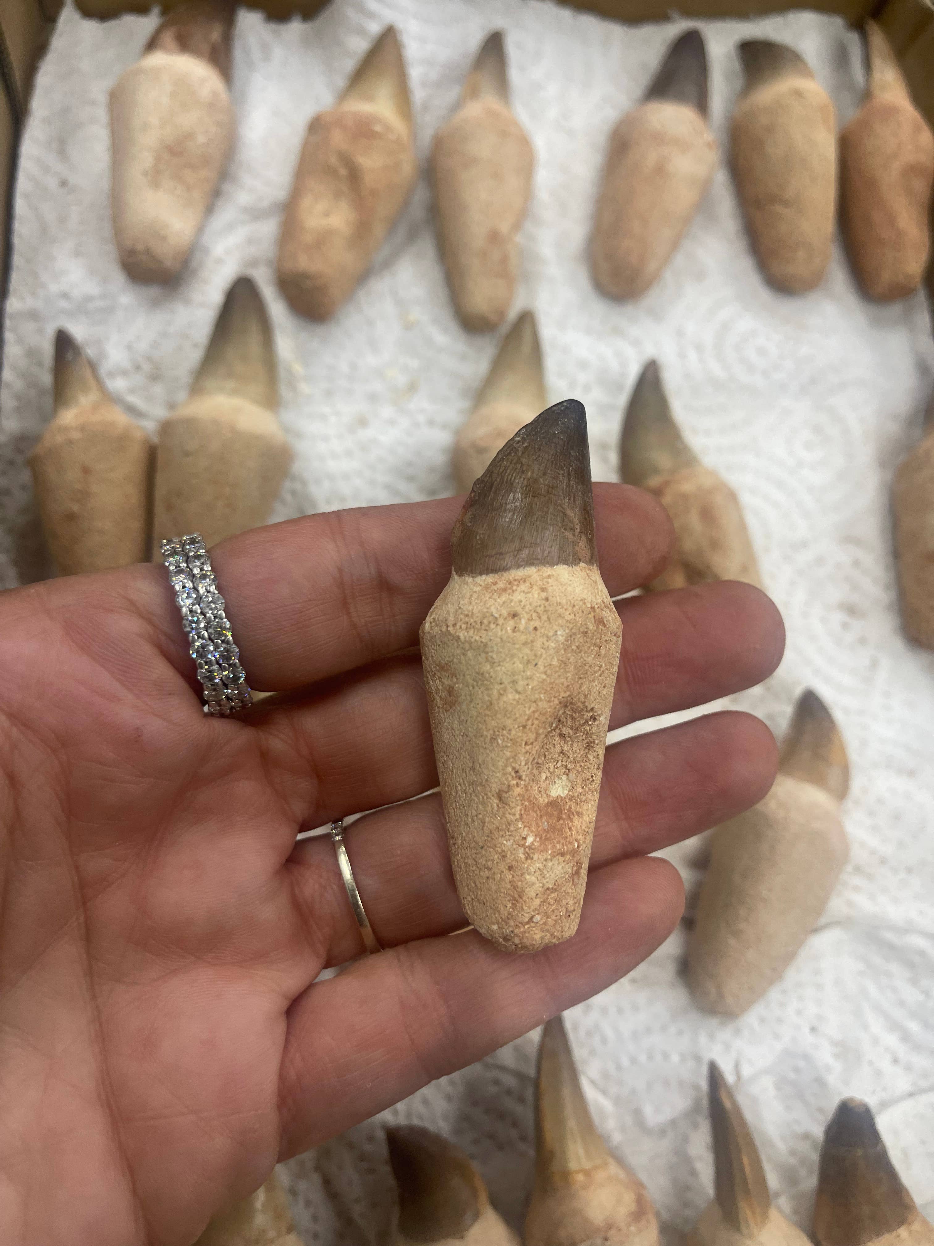 Casablanca Exports - Wholesale Decorative Tabletop Object - Mosasaurus tooth on root