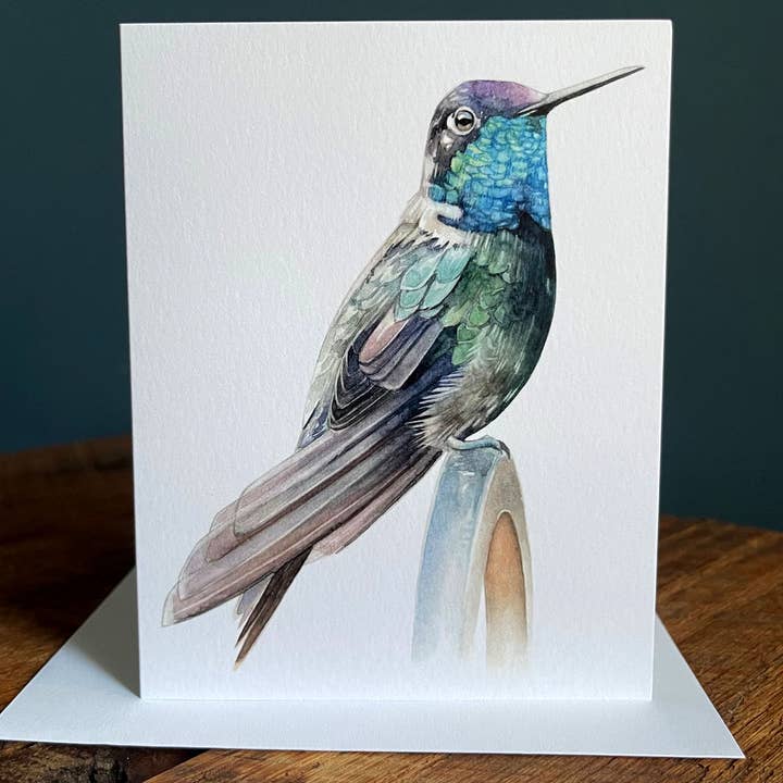 Rivoli's/Magnificent Hummingbird - Blank Note Card for wholesale by Amy Shawley Paquette