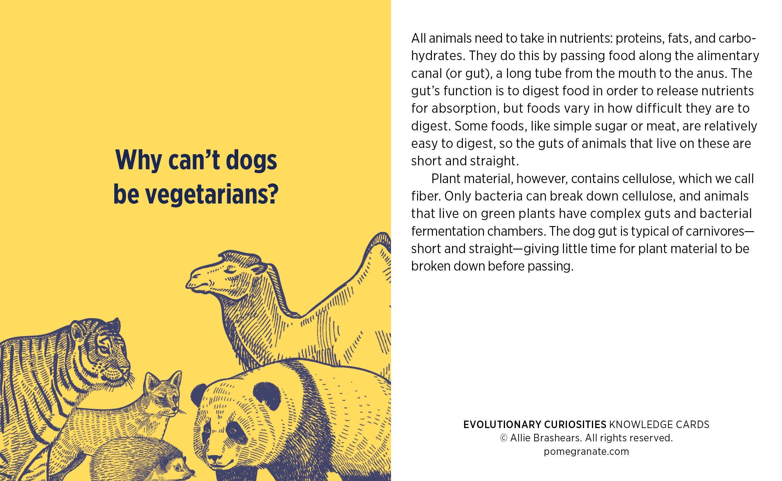 Pomegranate – wholesale Card game – Evolutionary Curiosities Knowledge Cards2