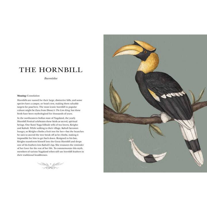 Simon & Schuster - Wholesale Nature & Outdoors - Ornithography by Jessica Roux4