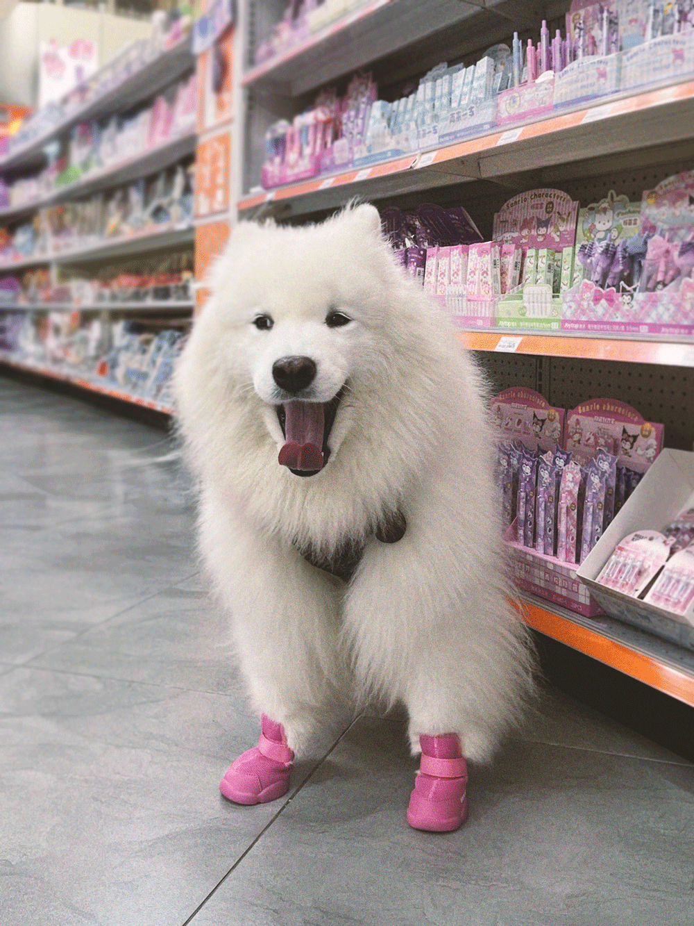 RIFRUF - Vente Bottines – chien - César 133