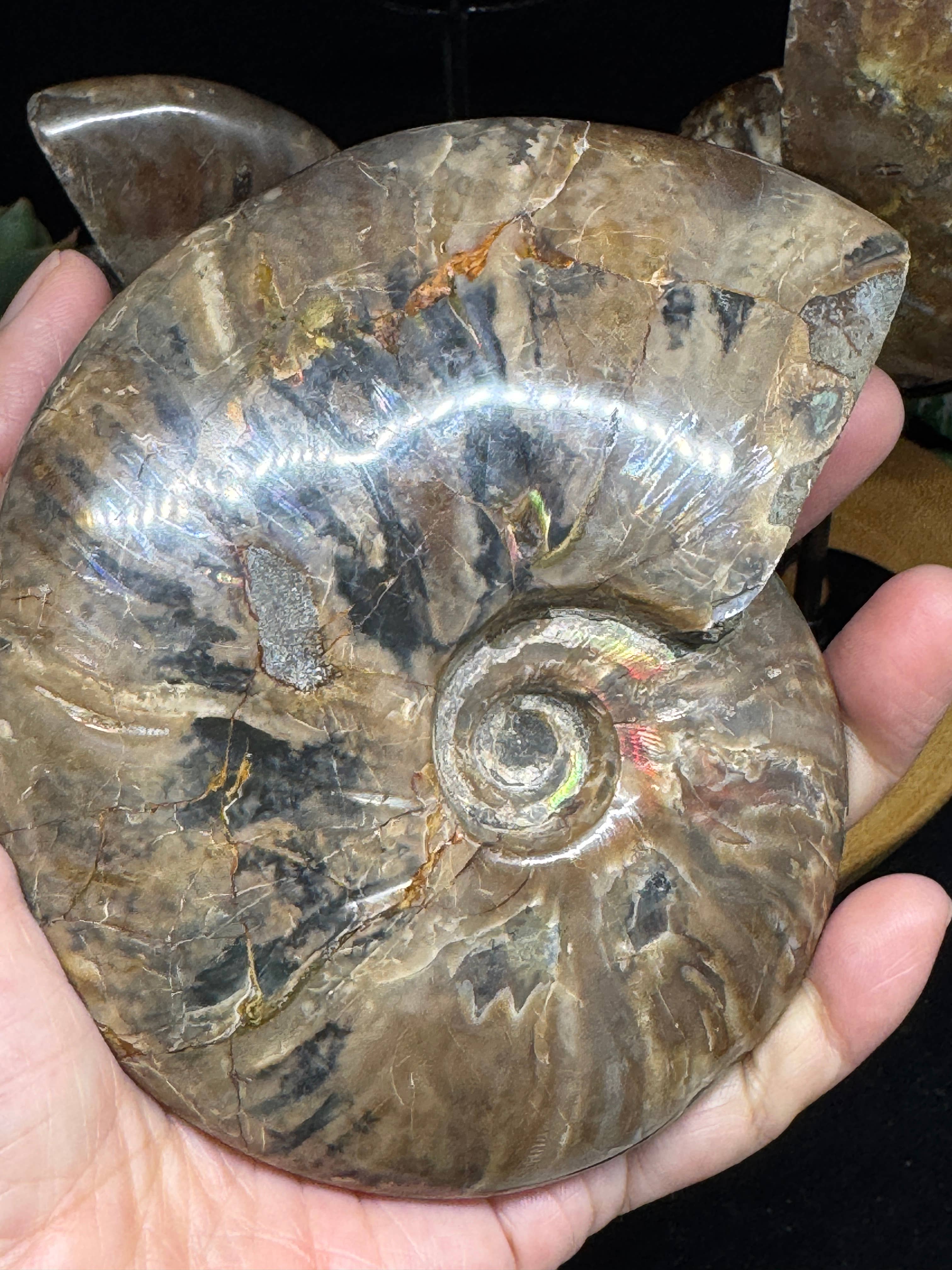 The 7 Directions - Wholesale Spiritual Stone/Crystal - 3 pc Red Lavender Fire ammonite G5478