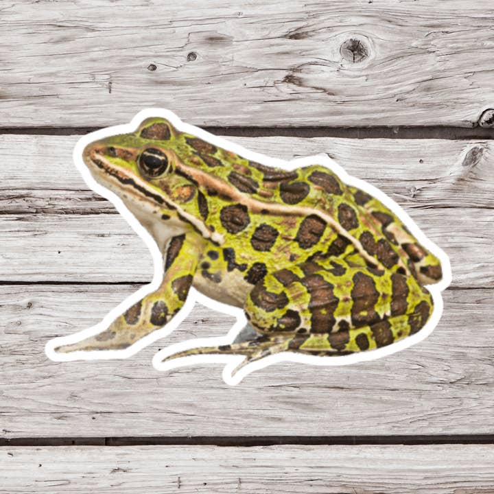 Leopard Frog Sticker, Frog Sticker, Amphibian Sticker for wholesale by NatureCuts