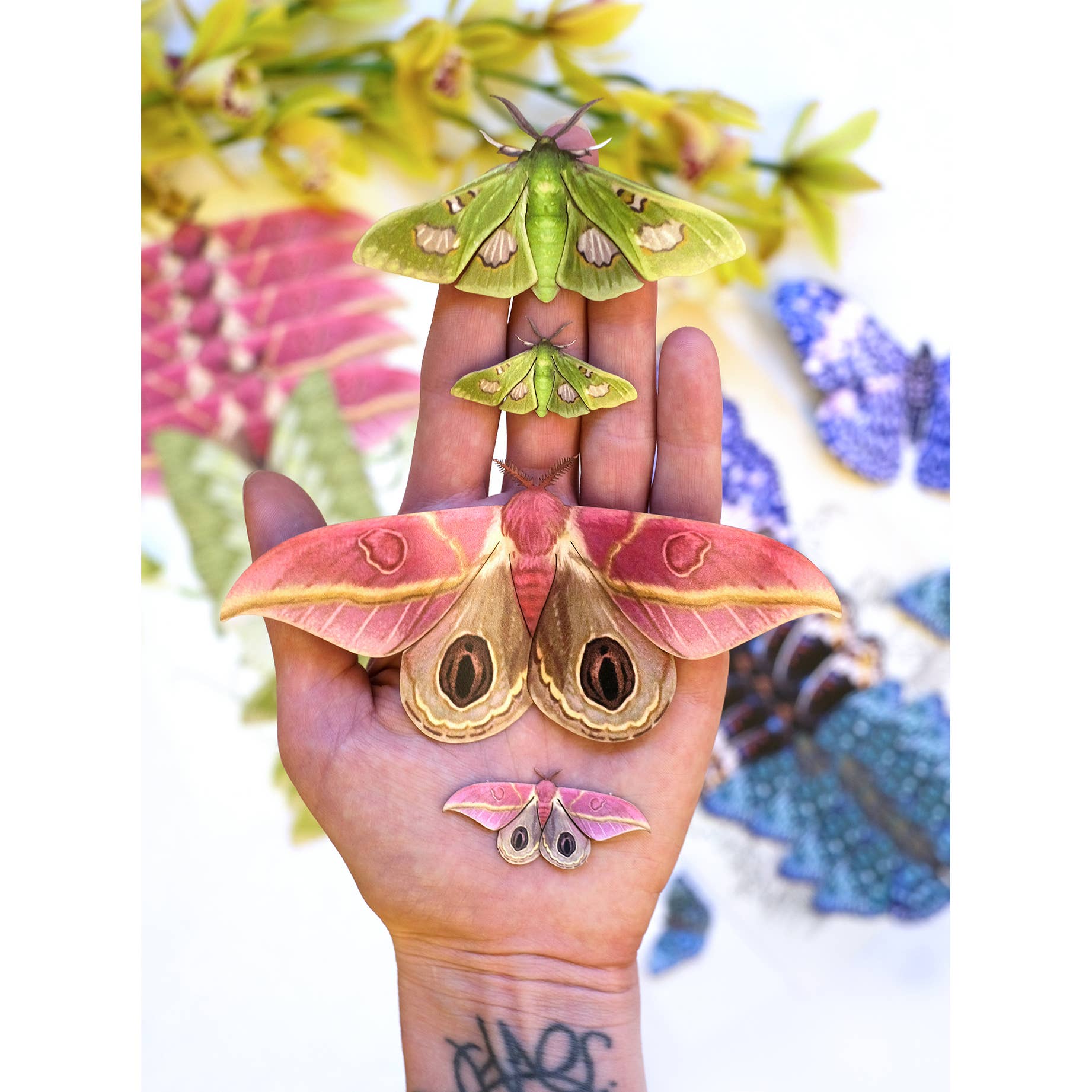 Moth and Myth - Wholesale Cutouts - 'Limelight' Moth Set4