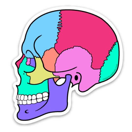 Textbook Anatomy Skull Decal for wholesale by Rad Girl Creations