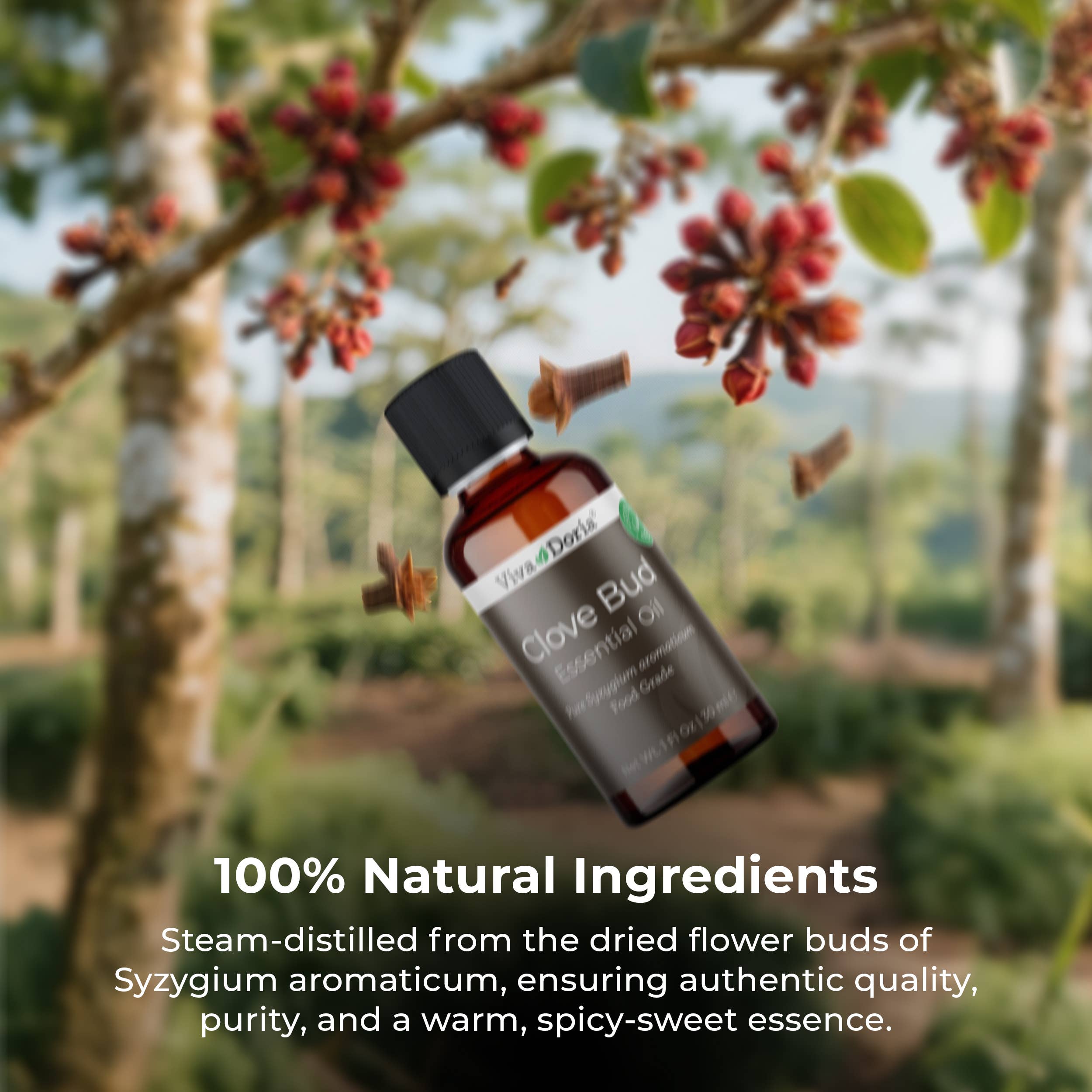 VIVA DORIA INC. – Engroshandel Æterisk olie – Æterisk olie af nellike knop, fødevarekvalitet, 30 ml (1 flydende ounce) 5