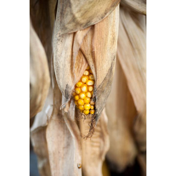 Golden Harvest Fine Art Print for wholesale by Christi Kraft Photography