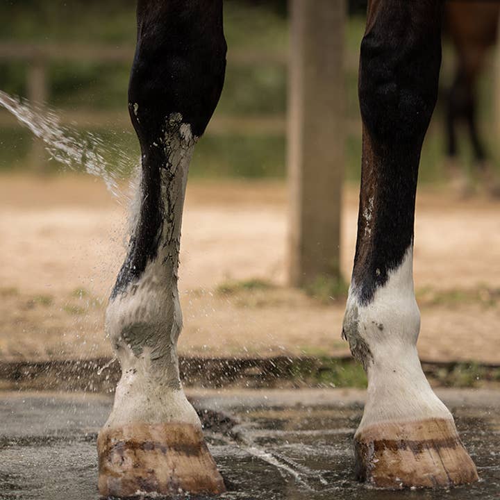 Nellumbo - Venta al por mayor Equipamiento de equitación - Arcilla para caballos - Drenaje y Desintoxicación - 1,5KG