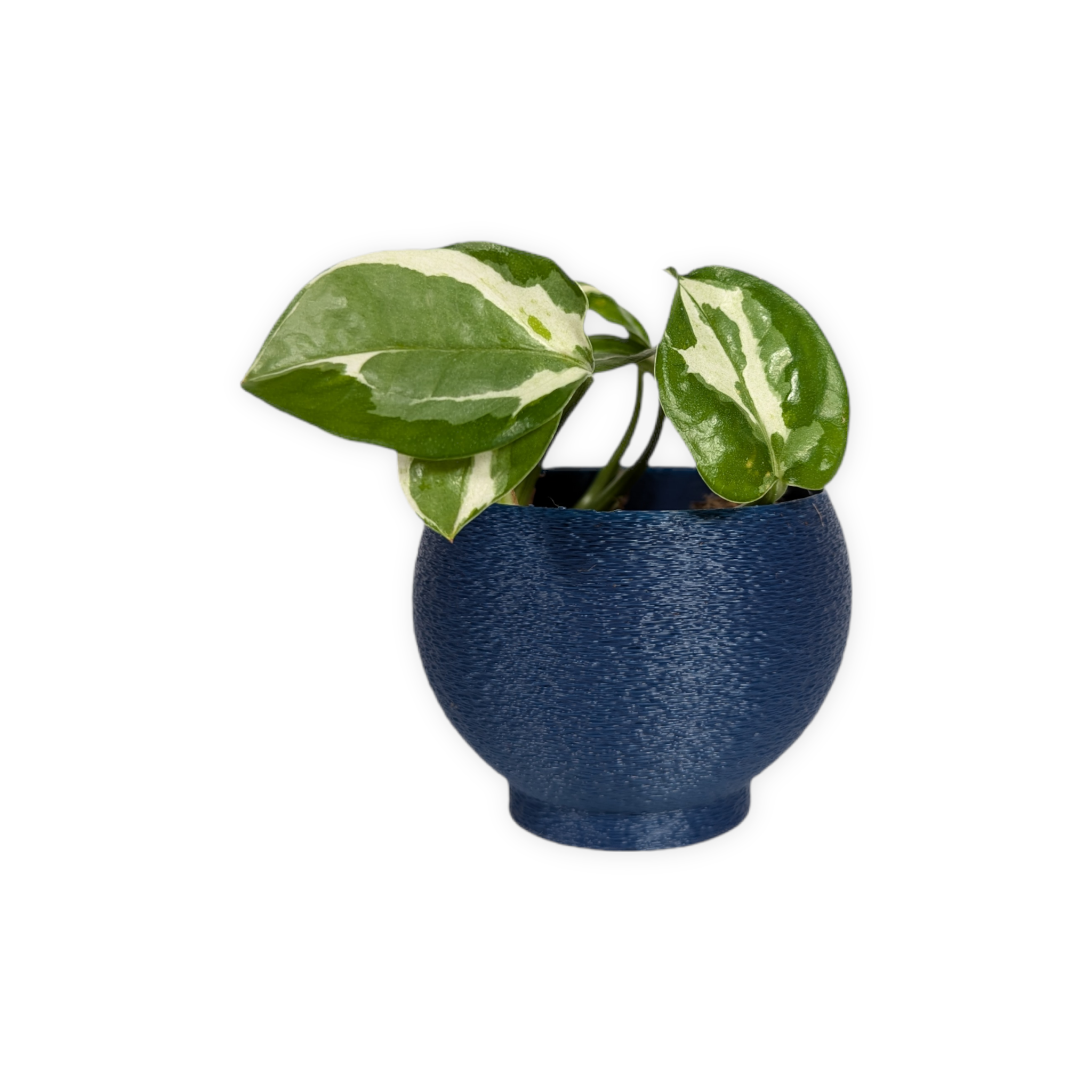 Leafprints.3d - Wholesale Plant Pot - The Petal – 2 Inch Cover Pot (No Drainage)18