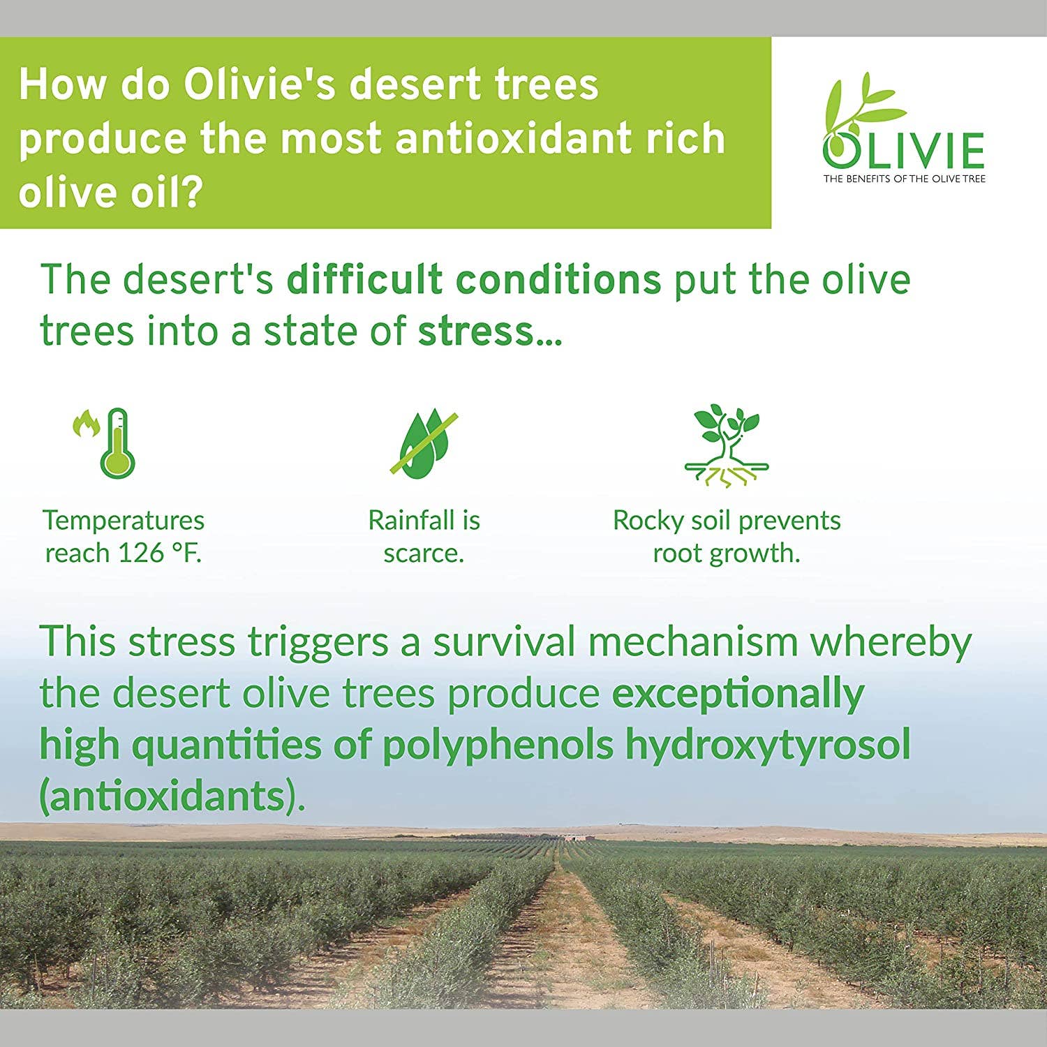 ATLAS OLIVE OILS - Wholesale Facial Moisturizer - OLIVIE BEAUTY Brightening Face Cream | Tube of 40 ML3