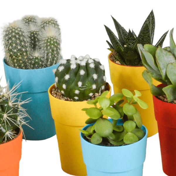 Oasis of Life - Wholesale Succulent - Succulents & Cacti Mix – 15 Plants – Ø5.5cm Houseplants in Colorful Plastic Pot – Various Mini Succulents & Cacti – Easy-Care Plants for Windowsill, Office & Living Room3