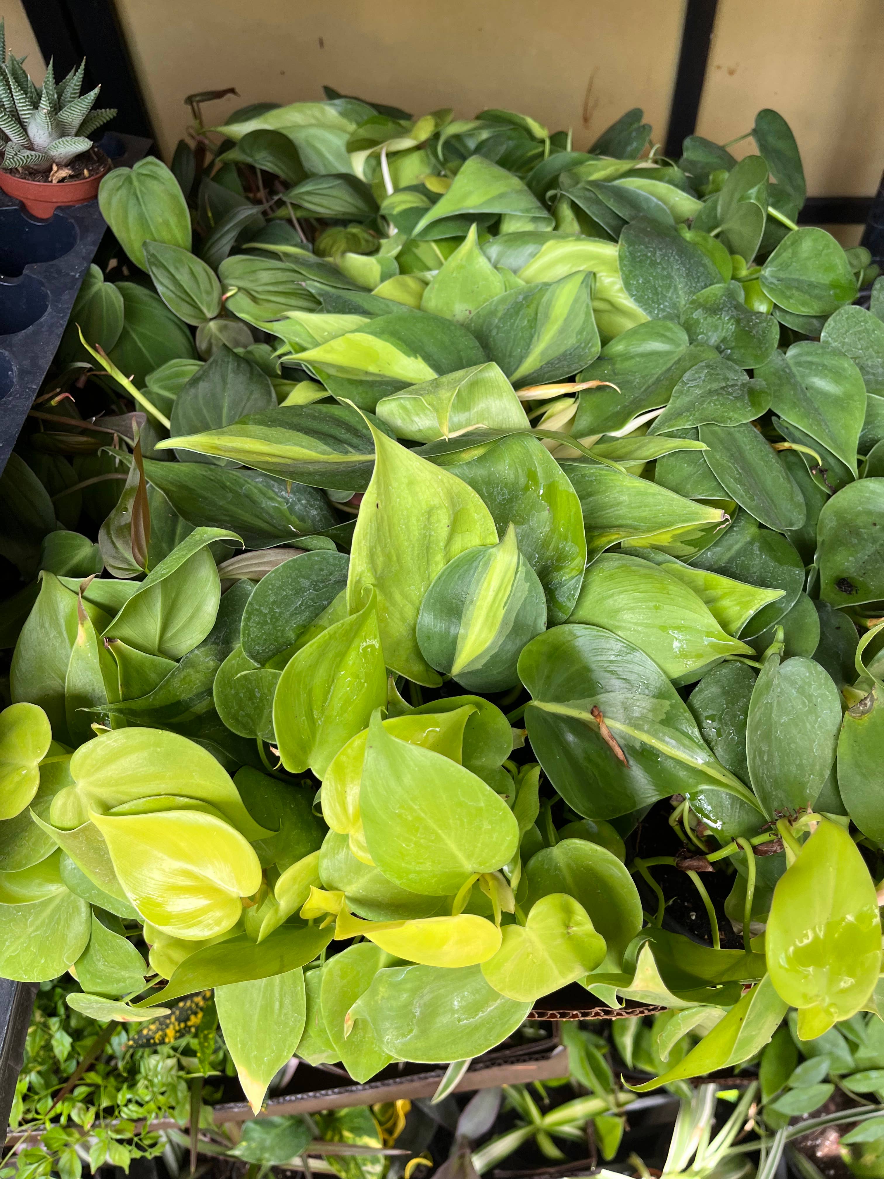 Succulents & Such, Inc. - Wholesale Live Plant - 4” Philodendron Heart Assortment1