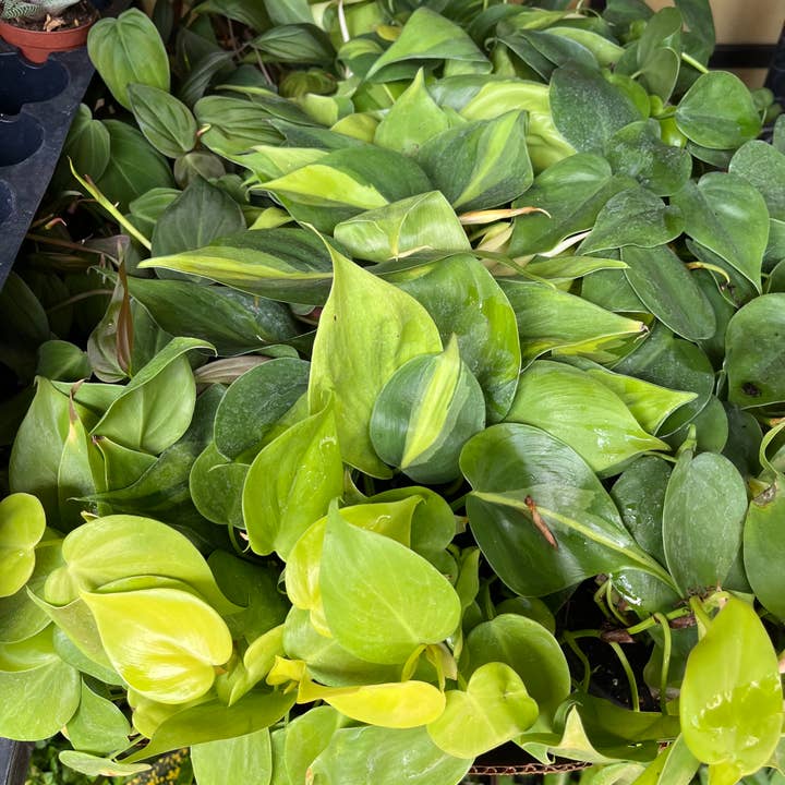 Succulents & Such, Inc. - Wholesale Live Plant - 4” Philodendron Heart Assortment1