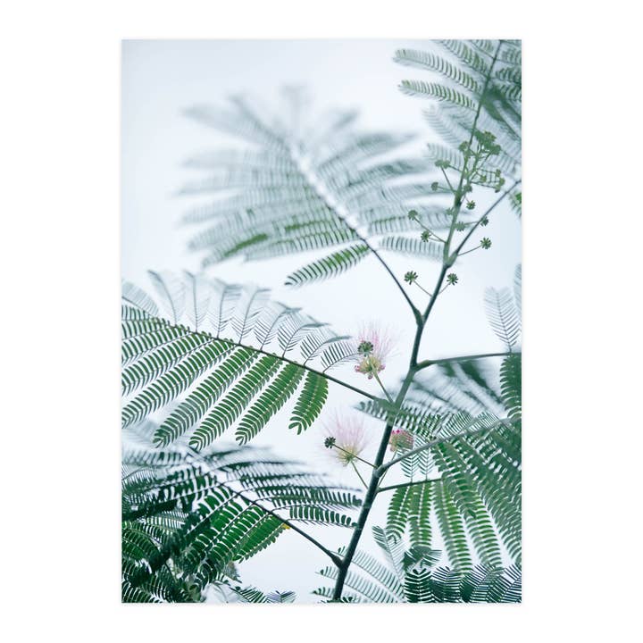 Postal "Acácia-de-seda I" por atacado de paruspaper. nutzfeine papeterie