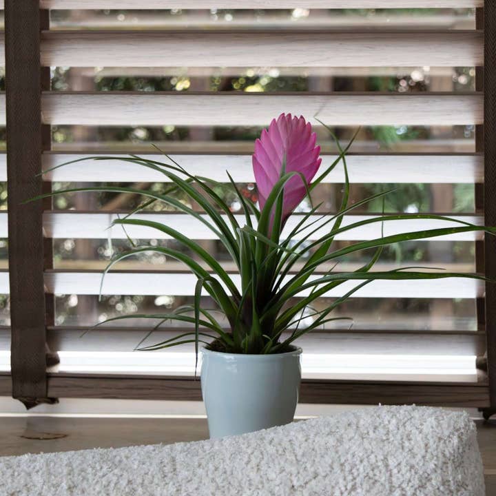 Oasis of Life - Wholesale Live plant - Tillandsia Cyanea 'Pastel' – 3 plants in ceramic pot Ø7cm – Height 20–30cm – Exotic houseplants with pink flowers – Easy-care air-purifying bromeliads for home & office1