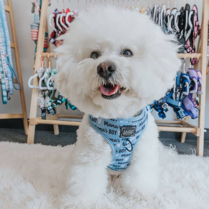 SASSY WOOF - Wholesale Pet Harness - Dog - Dog Adjustable Harness - Mama's Boy4