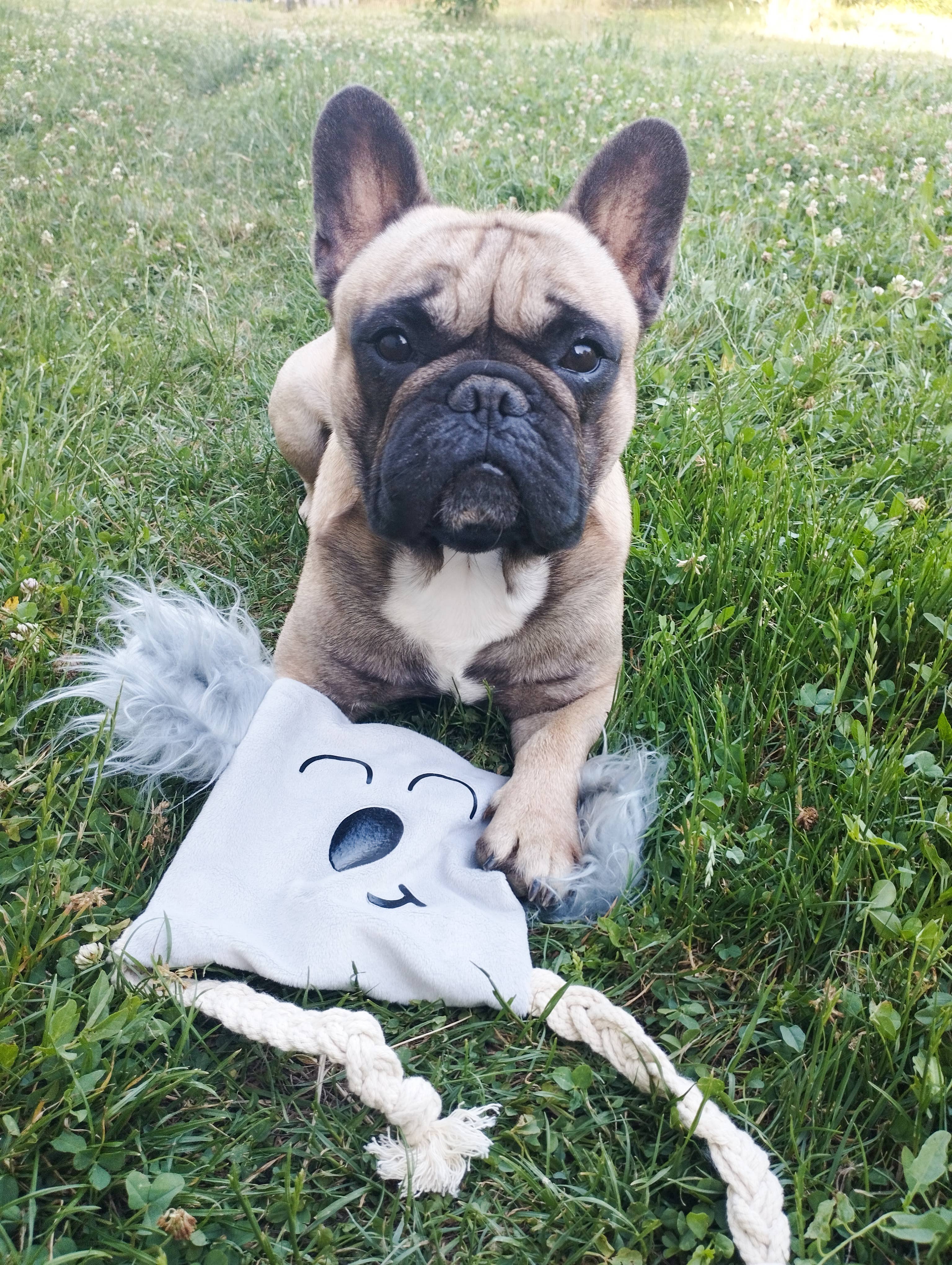 Stylidog – Peluche - Cão por atacado – Brinquedo de cão Kyle, em forma de koala feito à mão em França3